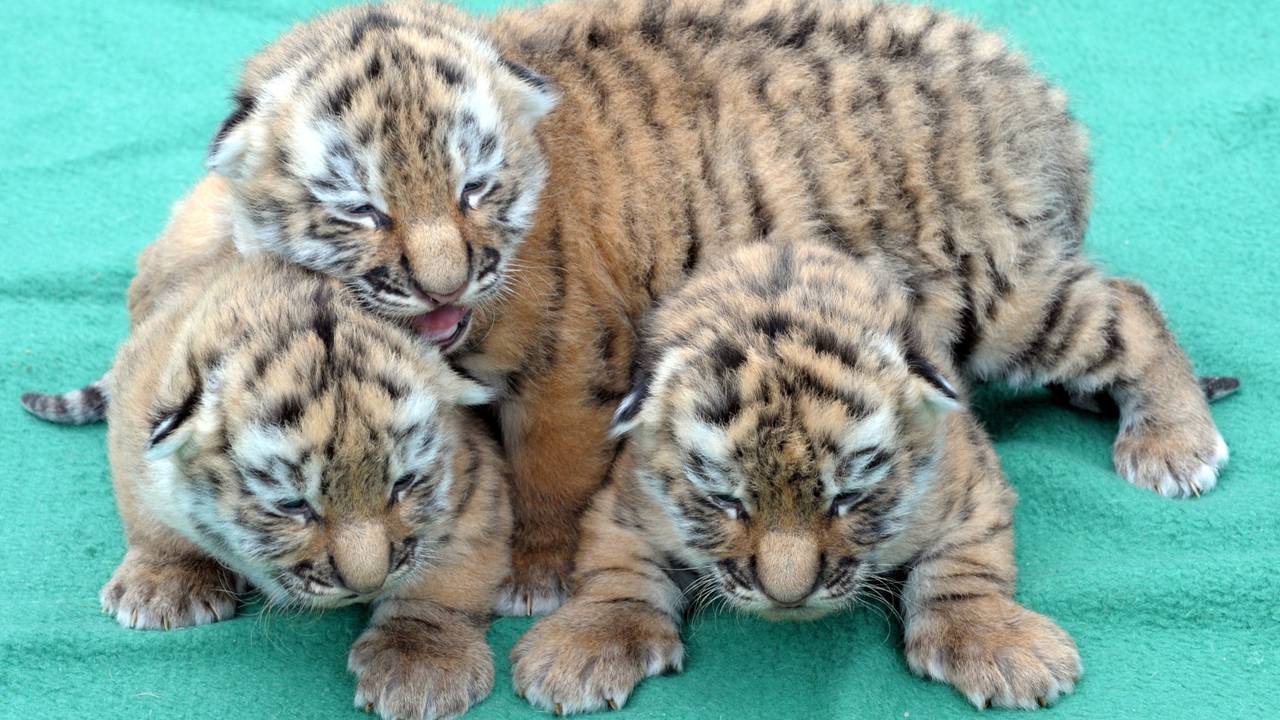 Amurtiger-Drillinge liegen auf einer Decke.