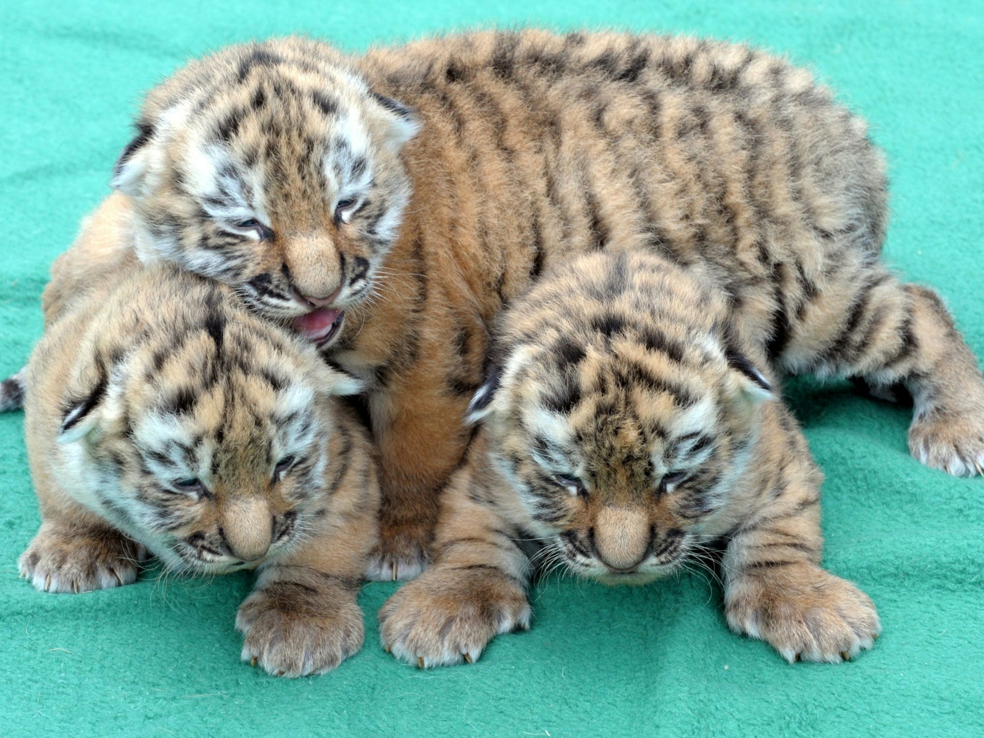 Amurtiger-Drillinge liegen auf einer Decke.