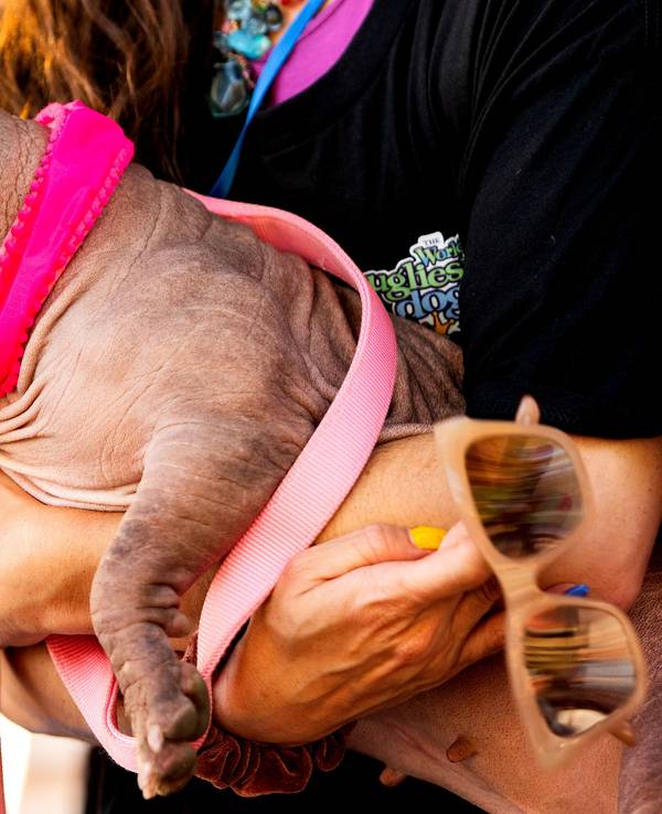 09.08.2025, USA, Santa Rosa: Petunia wird auf auf der Sonoma County Fair von Frauchen Shannon gehalten. Der Bulldoggen-Mischling wurde in Nordkalifornien zum «World's Ugliest Dog», also zum hässlichsten Hund der Welt gekürt. Foto: Noah Berger/AP/dpa +++ dpa-Bildfunk +++