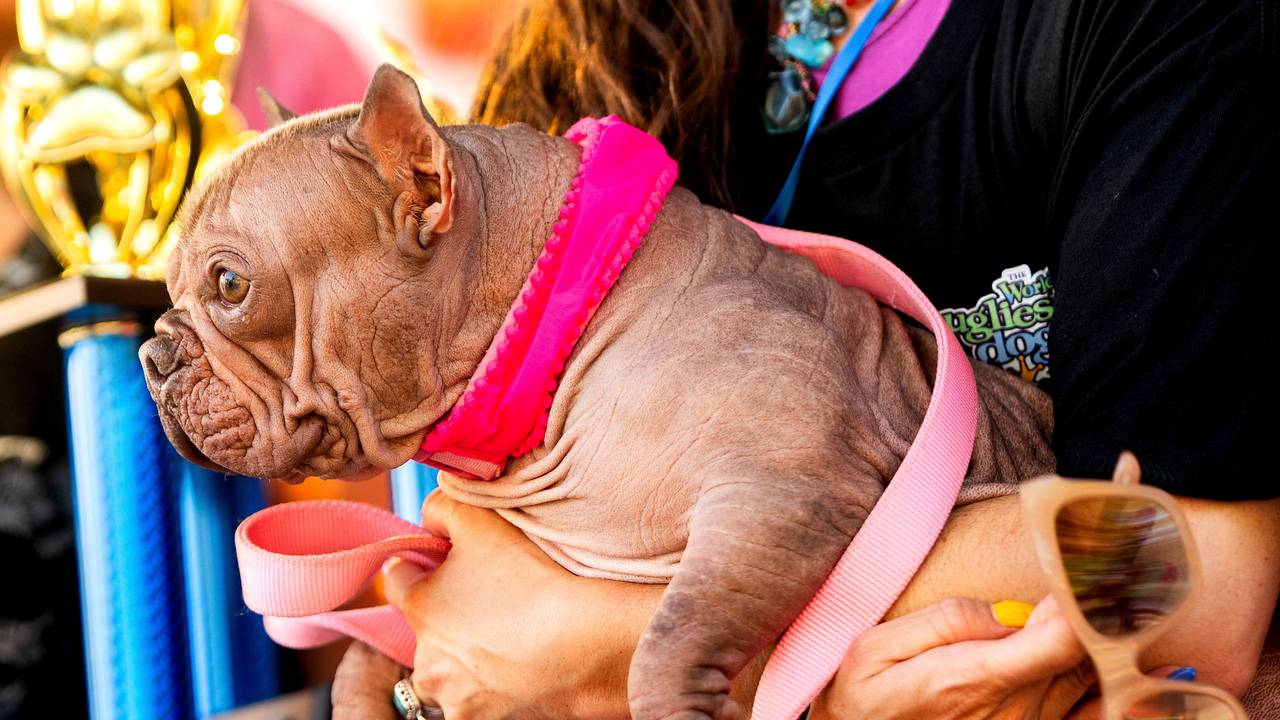 09.08.2025, USA, Santa Rosa: Petunia wird auf auf der Sonoma County Fair von Frauchen Shannon gehalten. Der Bulldoggen-Mischling wurde in Nordkalifornien zum «World's Ugliest Dog», also zum hässlichsten Hund der Welt gekürt. Foto: Noah Berger/AP/dpa +++ dpa-Bildfunk +++