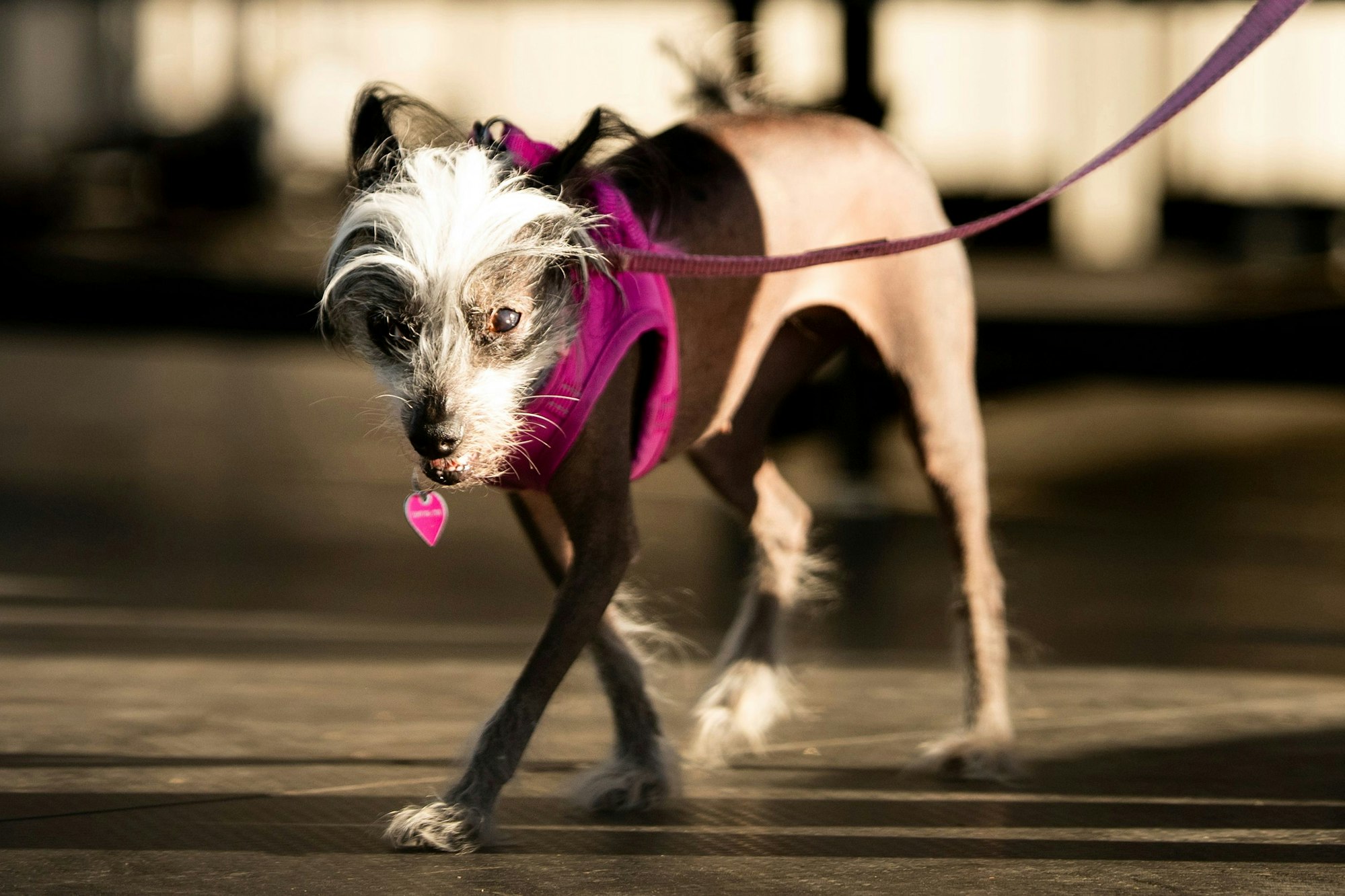 Poppy, ein siebenjähriger Chinesischer Schopfhund, nimmt am Wettbewerb um den hässlichsten Hund der Welt auf der Sonoma County Fair teil