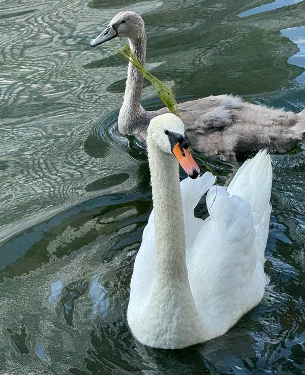 Eine Schwänin schwimmt mit ihrem Jungtier auf einem Gewässer.