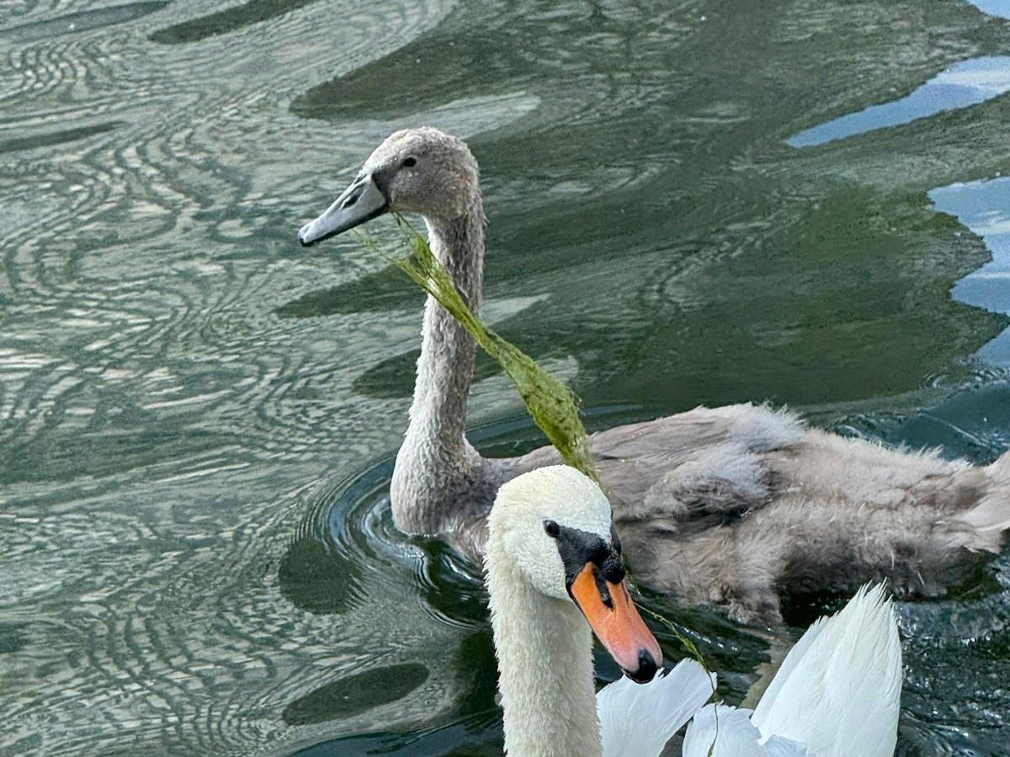 Eine Schwänin schwimmt mit ihrem Jungtier auf einem Gewässer.