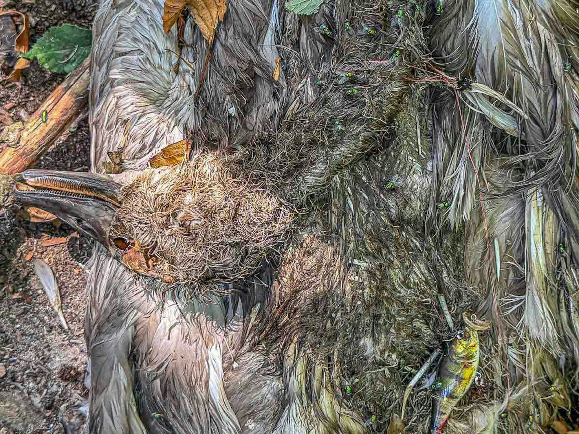 Das tote Schwanenküken hat eine Angelschnur um den Hals, in seinem Körper steckt noch der Haken samt Köder, einem kleinen Plastikfisch.