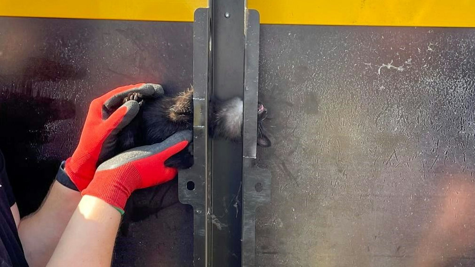 Eine Katze klemmt zwischen zwei Metallstreben.