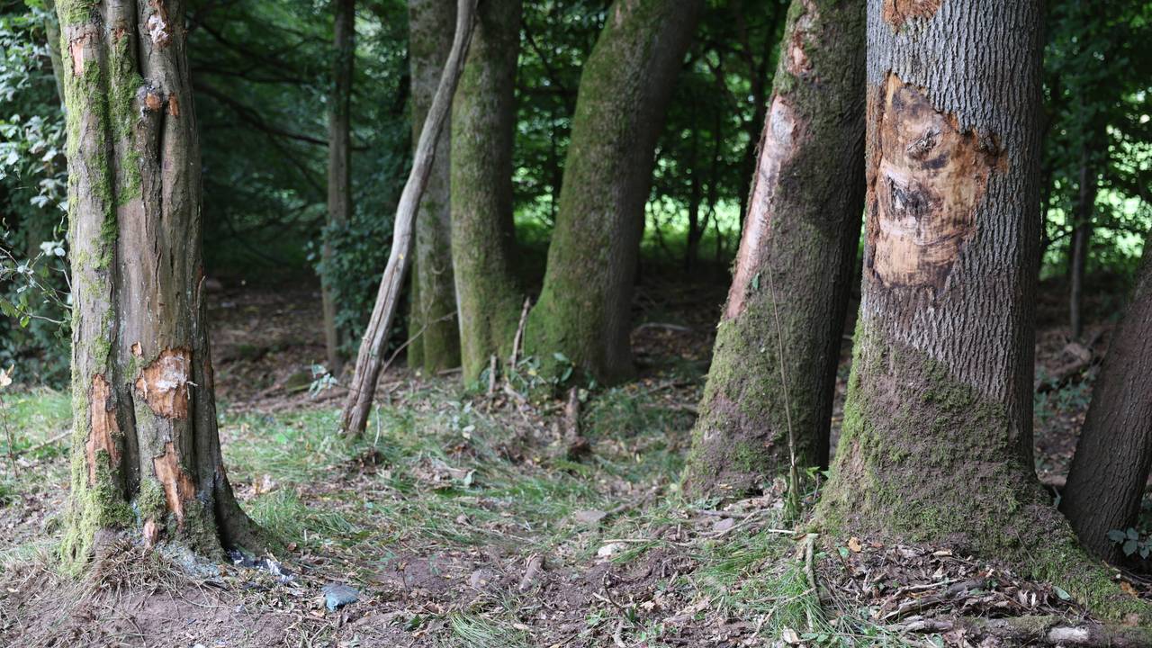 Die Stämme mehrerer Bäume sind beschädigt, teilweise fehlt großflächig die Rinde.
