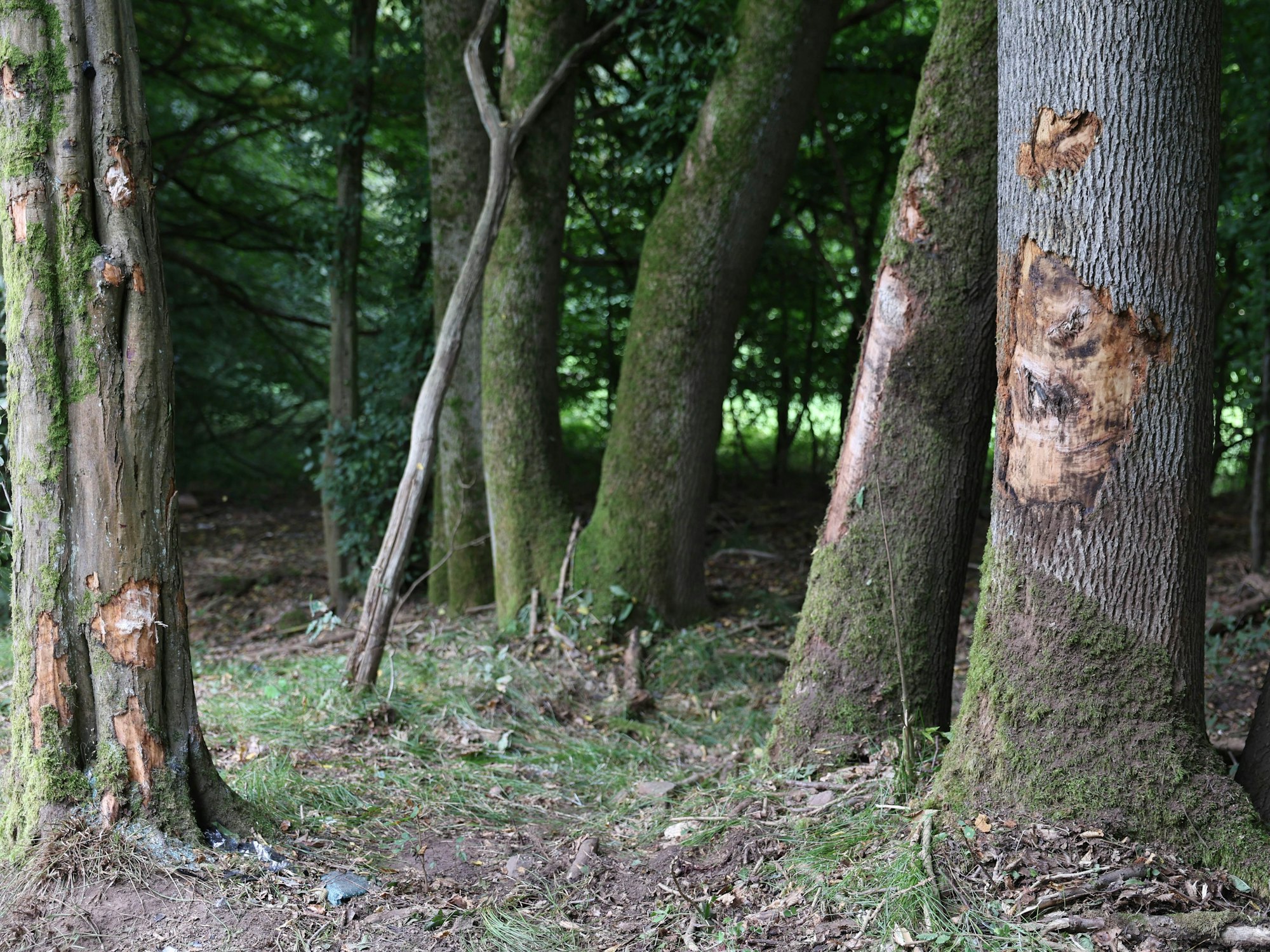 Die Stämme mehrerer Bäume sind beschädigt, teilweise fehlt großflächig die Rinde.