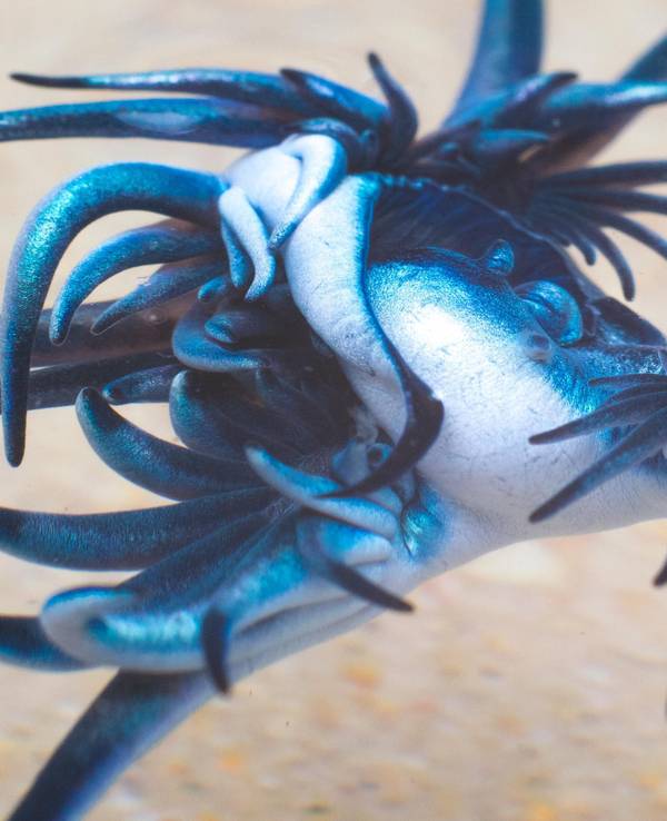 Nahaufnahme eines Blauen Drachen.