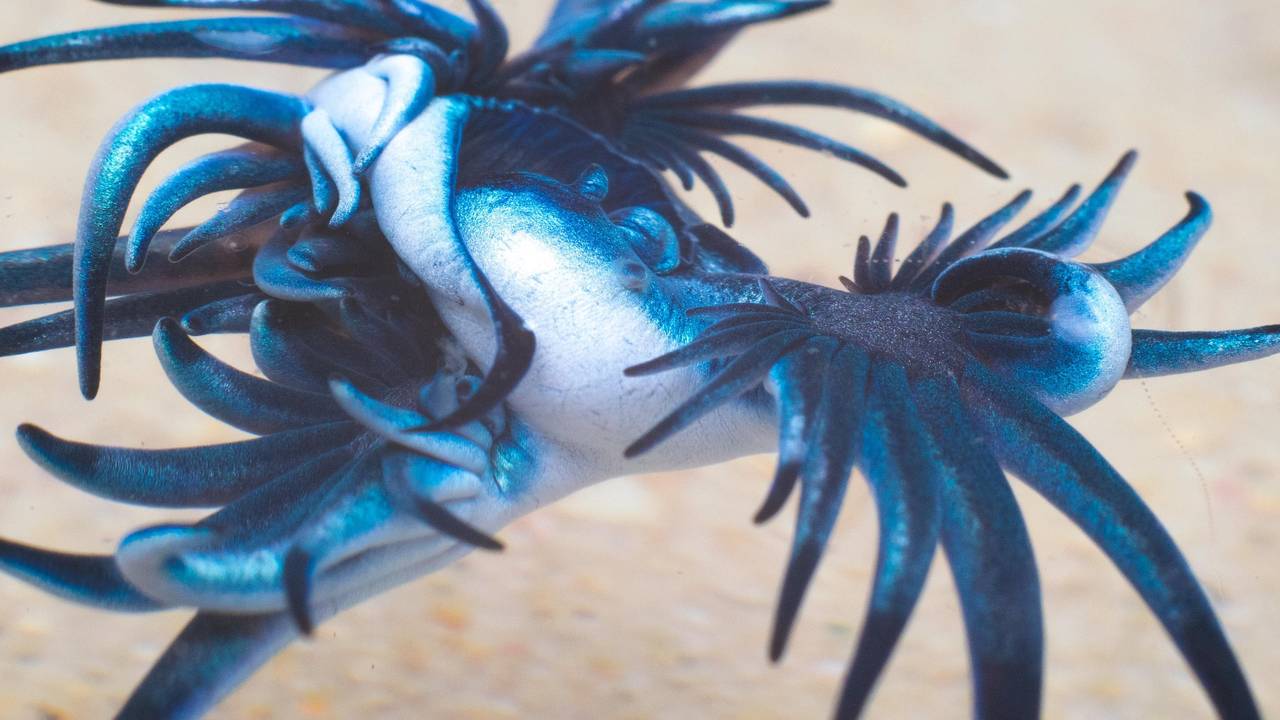 Nahaufnahme eines Blauen Drachen.