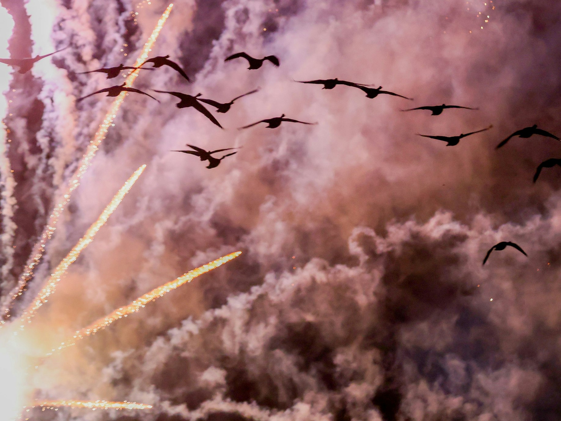 Vögel fliehen vor Feuerwerksraketen.