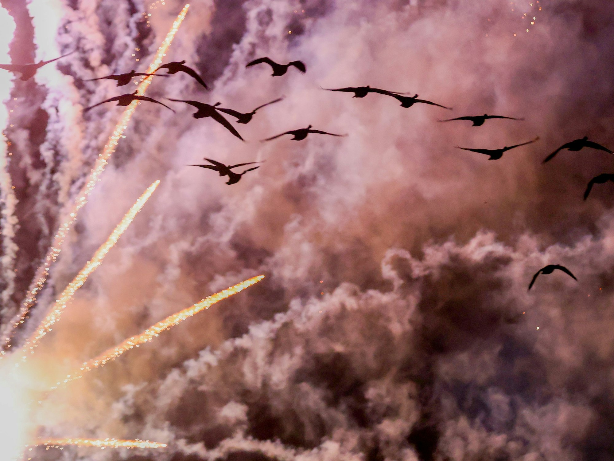 Vögel fliehen vor Feuerwerksraketen.