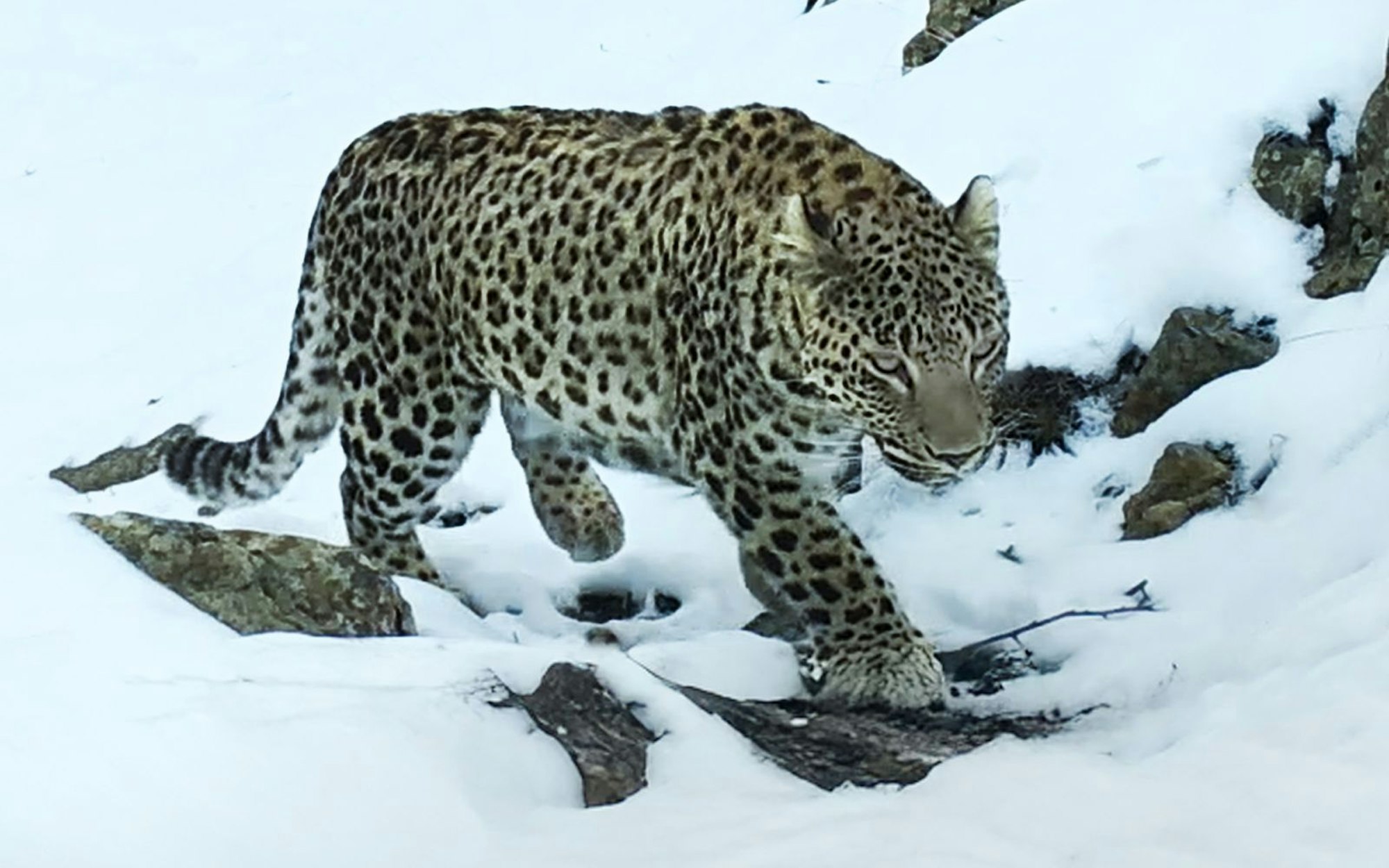 Leoparden in freier europäischer Wildbahn - die gibt es! Der seltene persische Leopard lebt in den Höhen des Kaukasus, wo Europa auf Asien trifft. Die Tiere zu fotografieren, ist schwierig. Tierfilmer Christian Baumeister sind für seine Reihe „Erlebnis Erde: Faszination Europa“ dieser und andere Coups gelungen. (Bild: WDR/Light & Shadow GmbH)