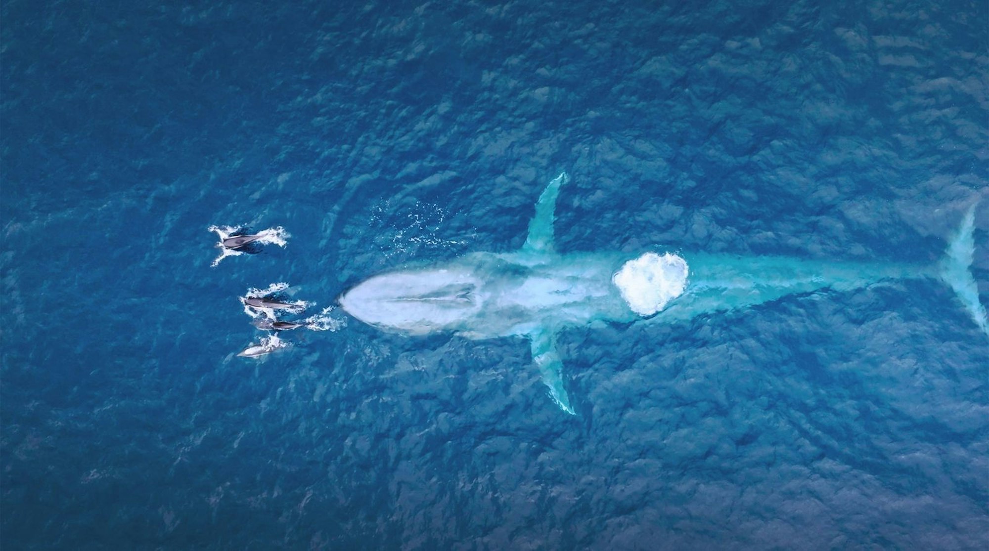 Blauwale sind die größten Lebewesen, die je gelebt haben. Der niederfrequente Gesang der Riesensäuger im Meer zählt zu den lautesten Tönen im Tierreich. (Bild: WDR/Light & Shadow GmbH)
