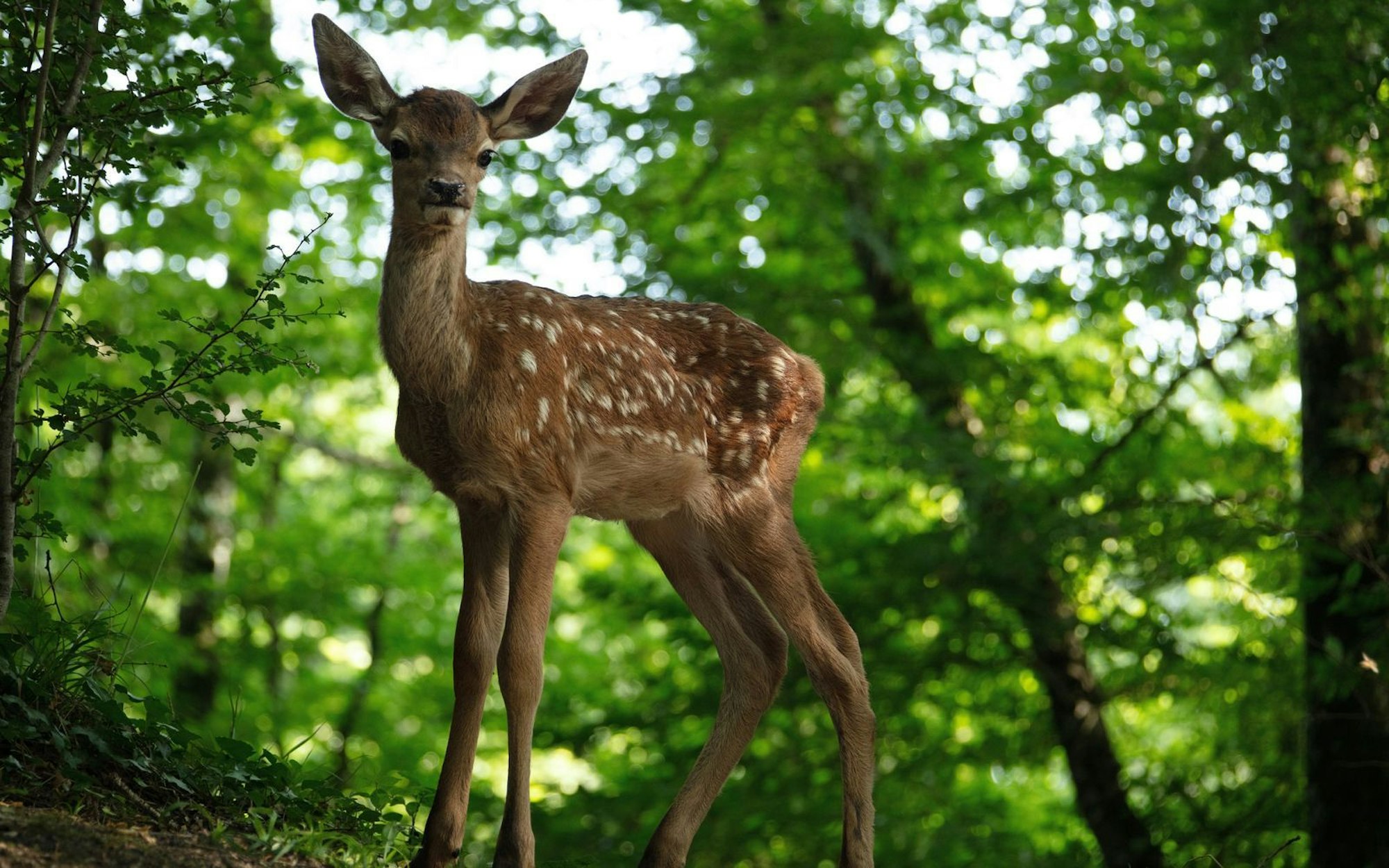 Eine bekannte Geschichte, hier aber ohne Disney-Zuckerguss: „Bambi - Eine Lebensgeschichte aus dem Walde“ orientiert sich primär an der Romanvorlage von 1923 und setzt dabei auf viele schöne Naturbilder. (Bild: SquareOne Entertainment/Eric Travers 2024)