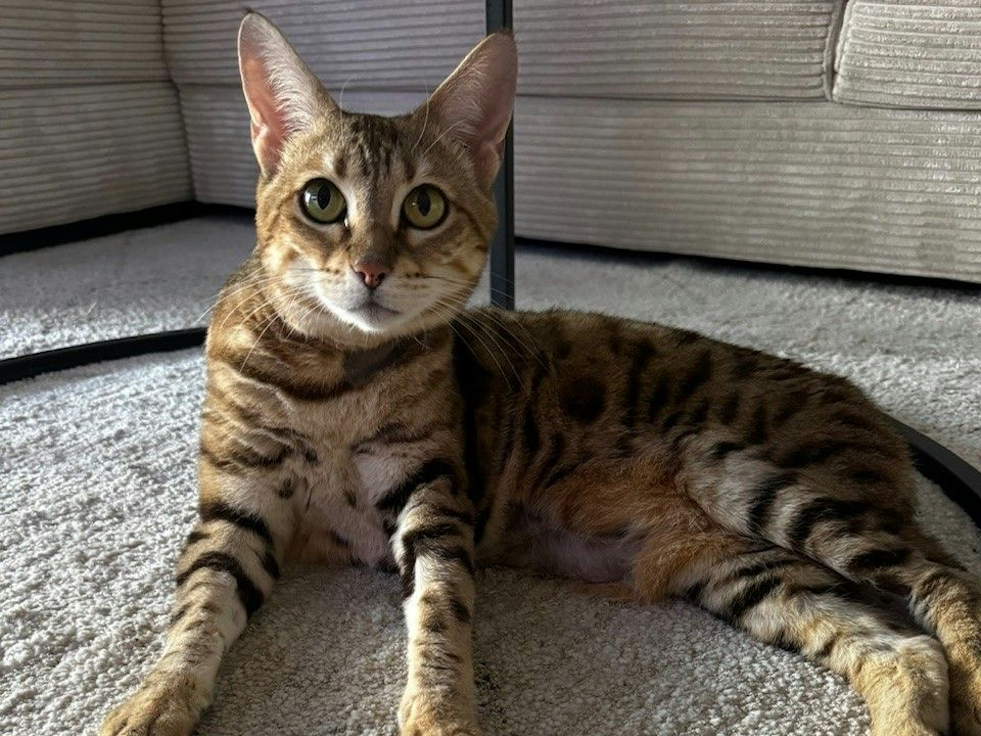 Die Bengalkatze Brigitte sitzt auf dem Teppichboden.