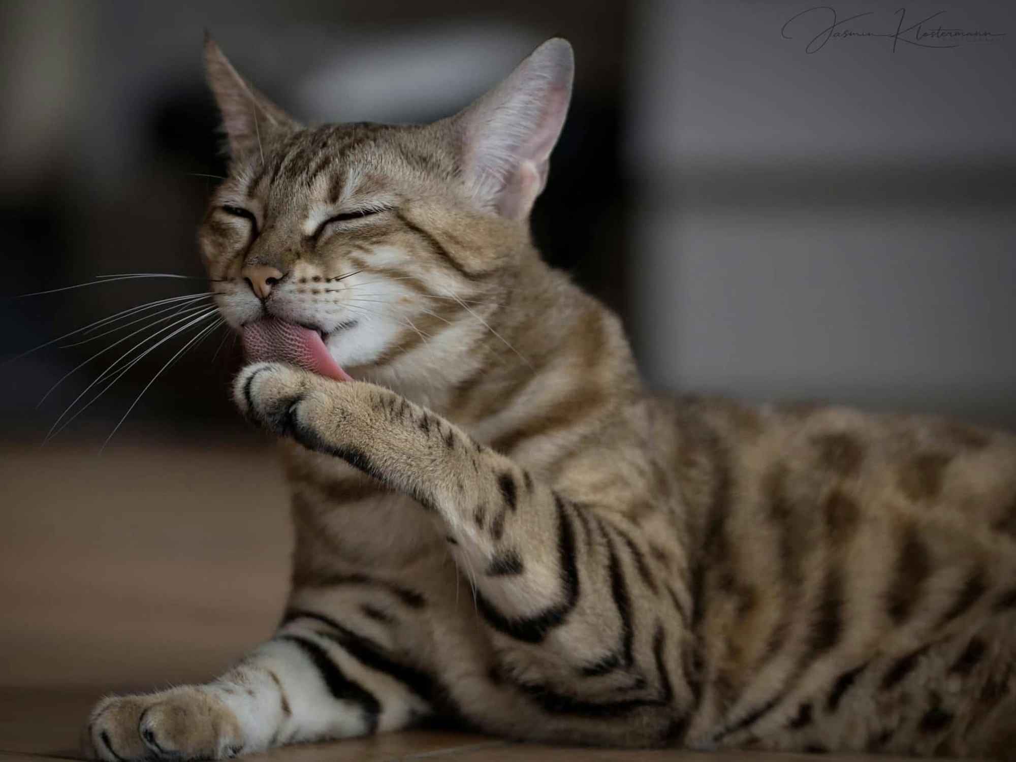 Katze Brigitte leckt ihre Pfoten.