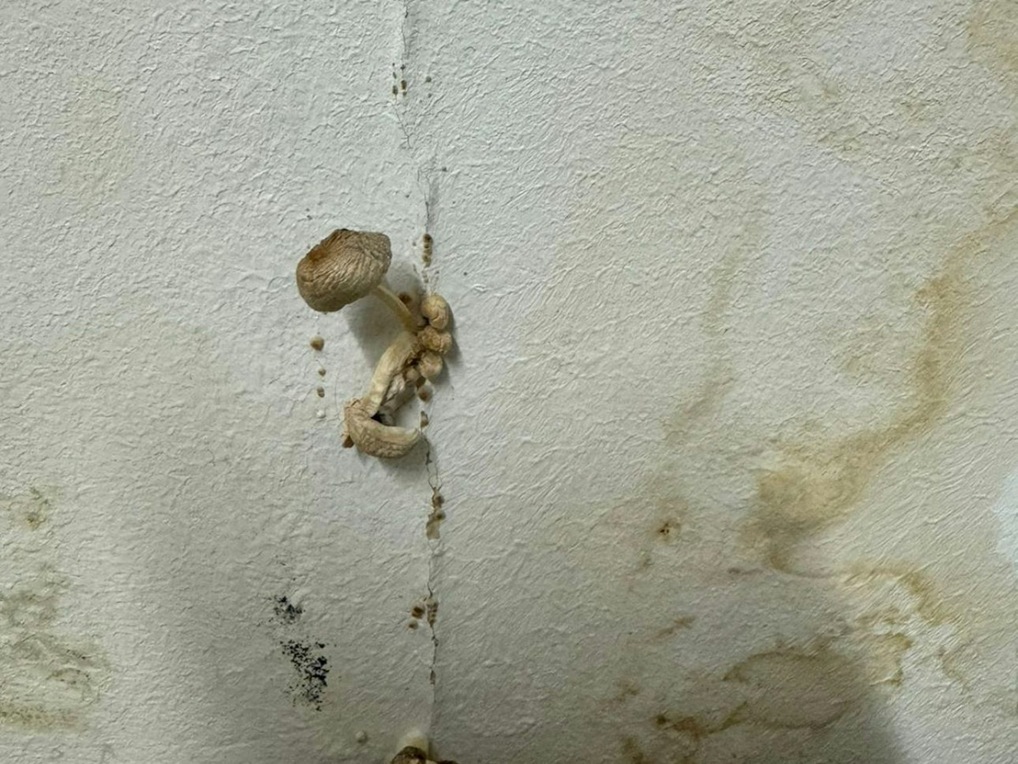 Schimmel, Schäden – und sogar ein Pilz wächst aus einer der völlig maroden Wände.