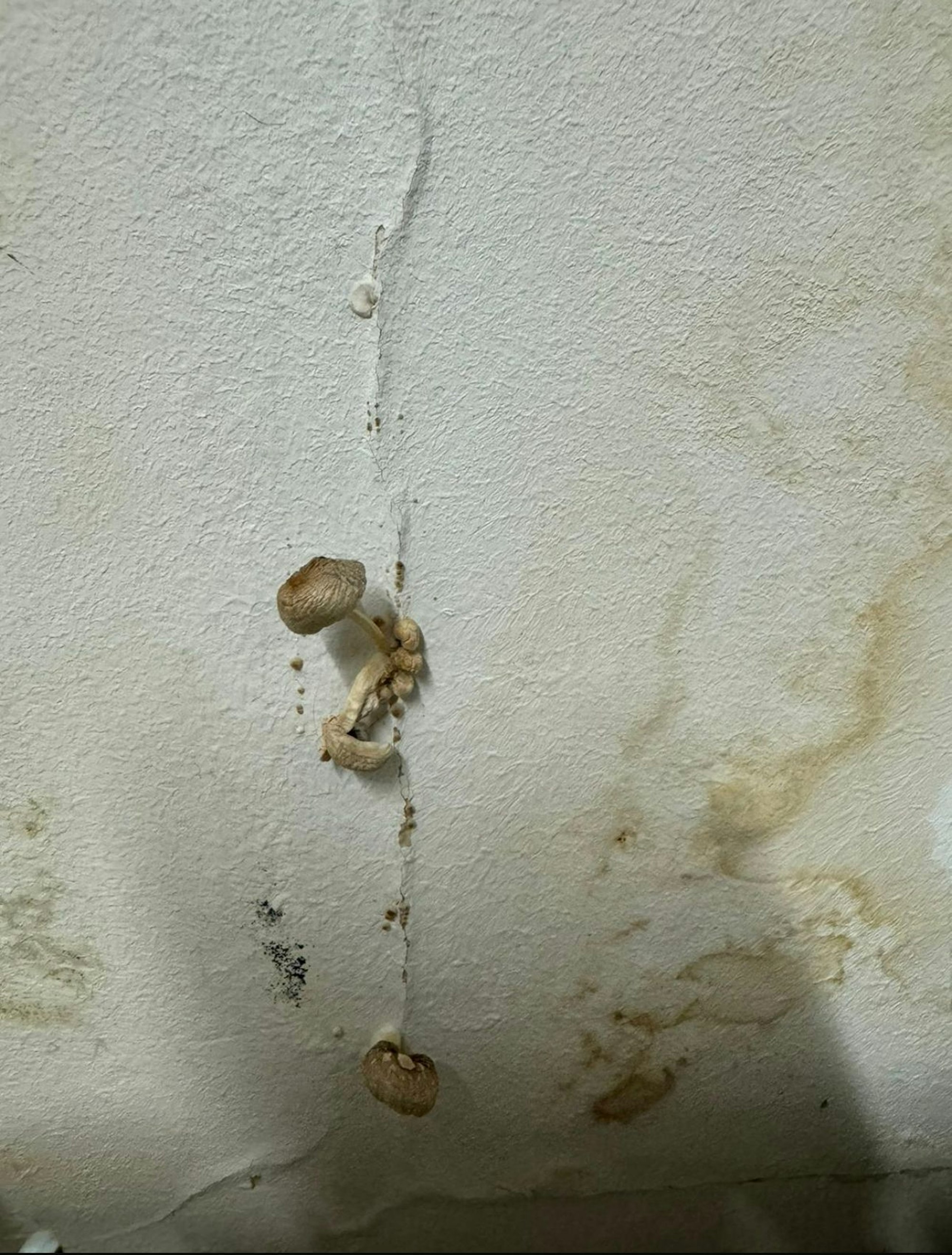 Schimmel, Schäden – und sogar ein Pilz wächst aus einer der völlig maroden Wände.