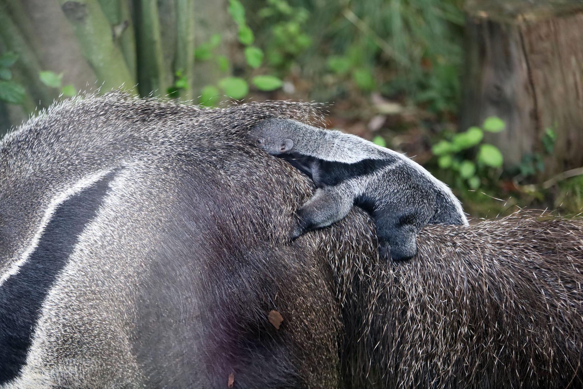 Köln hat süßen Nachwuchs: Noch hat der kleine Große Ameisenbär im Zoo keinen Namen.