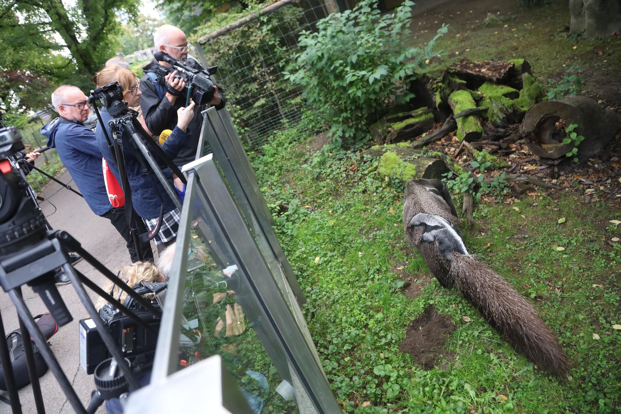 Der Neuzugang im Kölner Zoo sorgte für einiges Interesse.