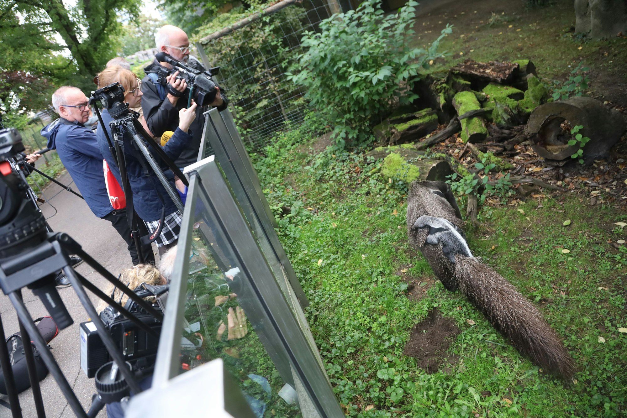 Der Neuzugang im Kölner Zoo sorgte für einiges Interesse.