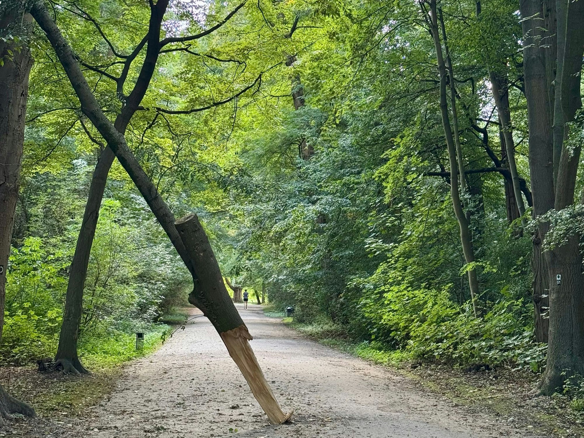 Der Stamm eines schmalen Baumes ist auf einen Weg gefallen.