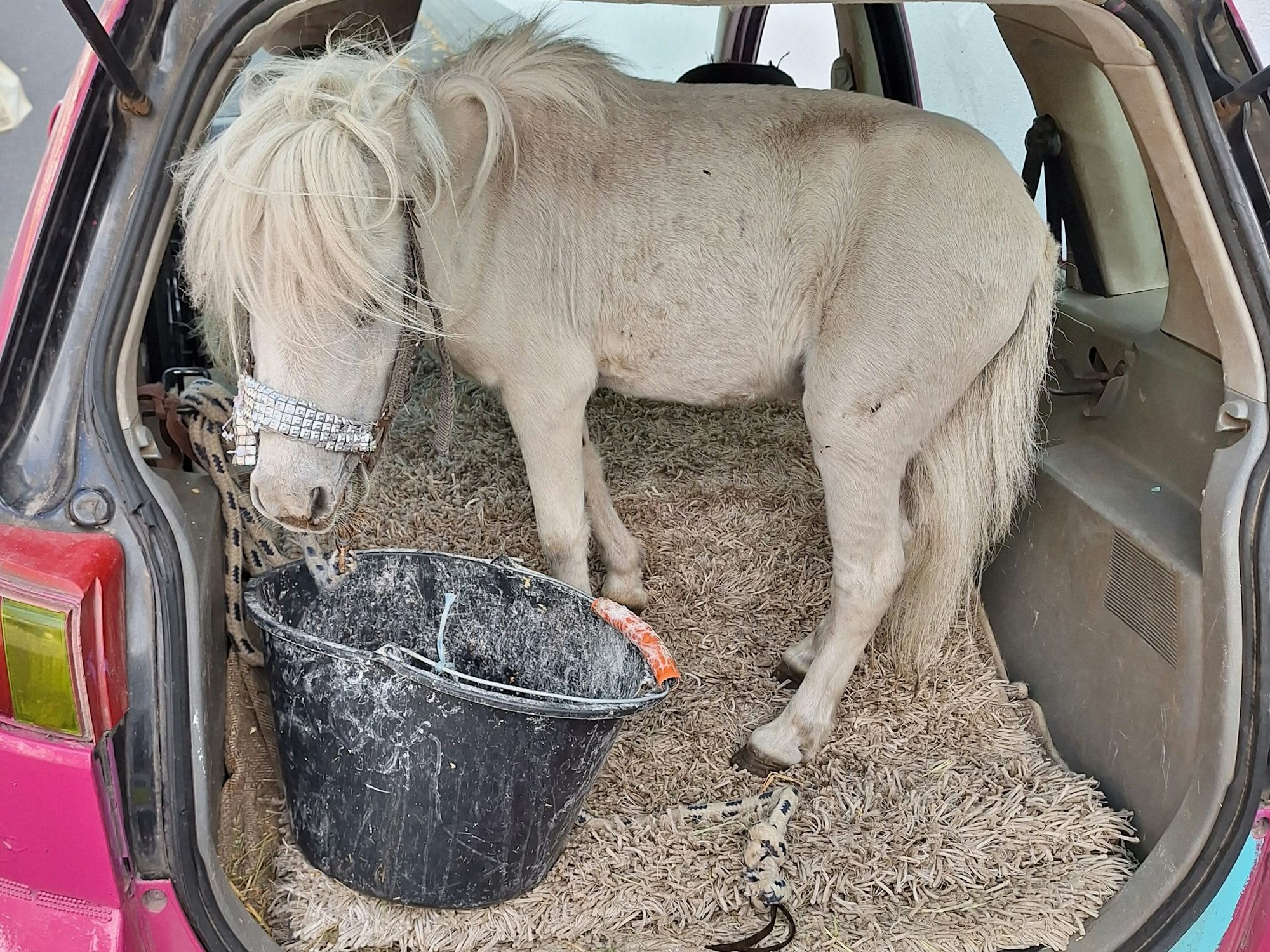 Ein Pony wurde im Kofferraum transportiert. Ein Fall für die Polizei.