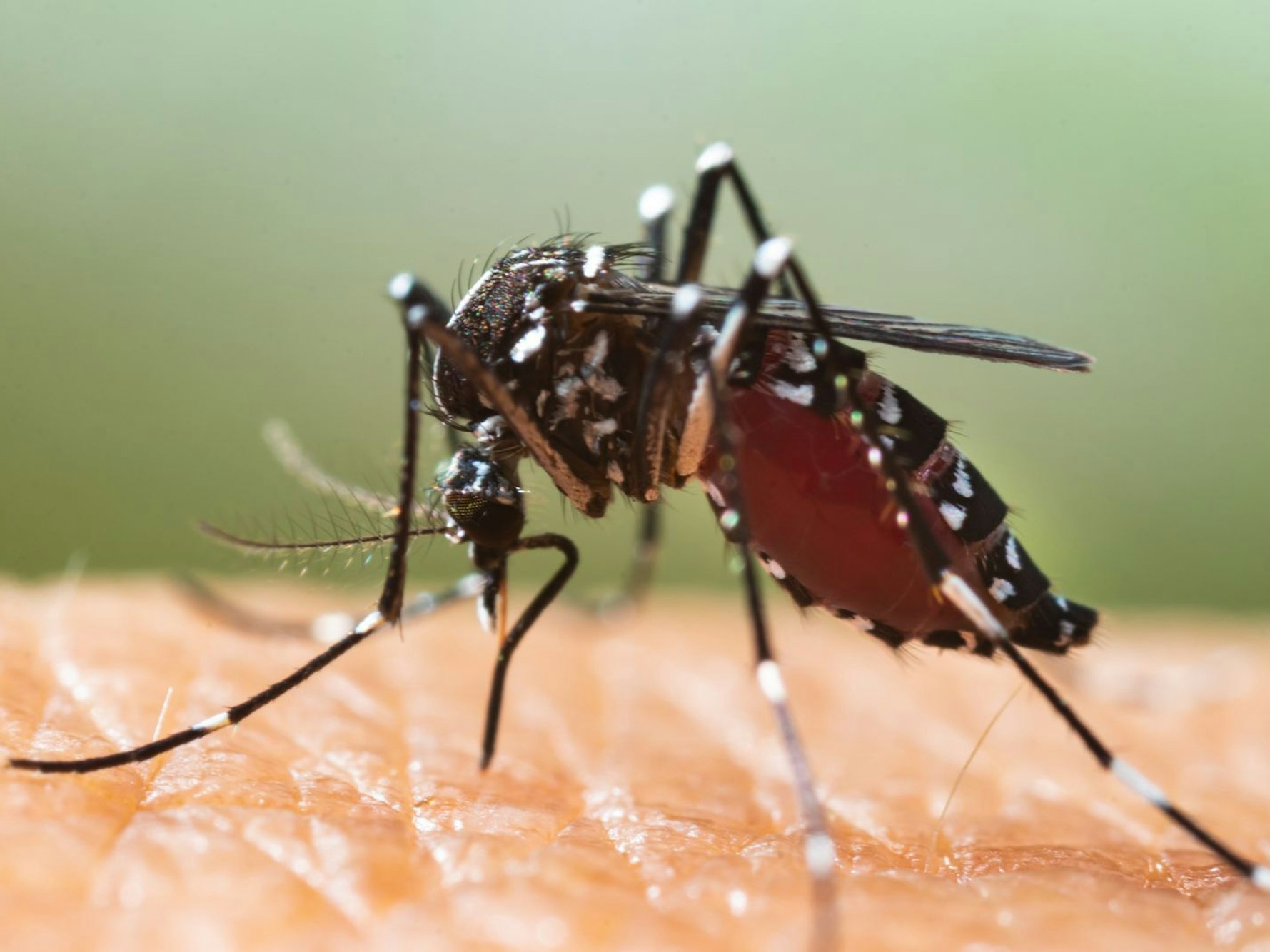 Das Chikungunya-Virus wird durch Stechmücken der Gattung Aedes übertragen, wie etwa der asiatischen Tigermücke.