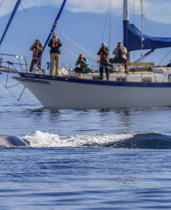 Ein großer Biggs Orca Killerwal zieht nahe an einem Walbeobachtungsboot vorbei.