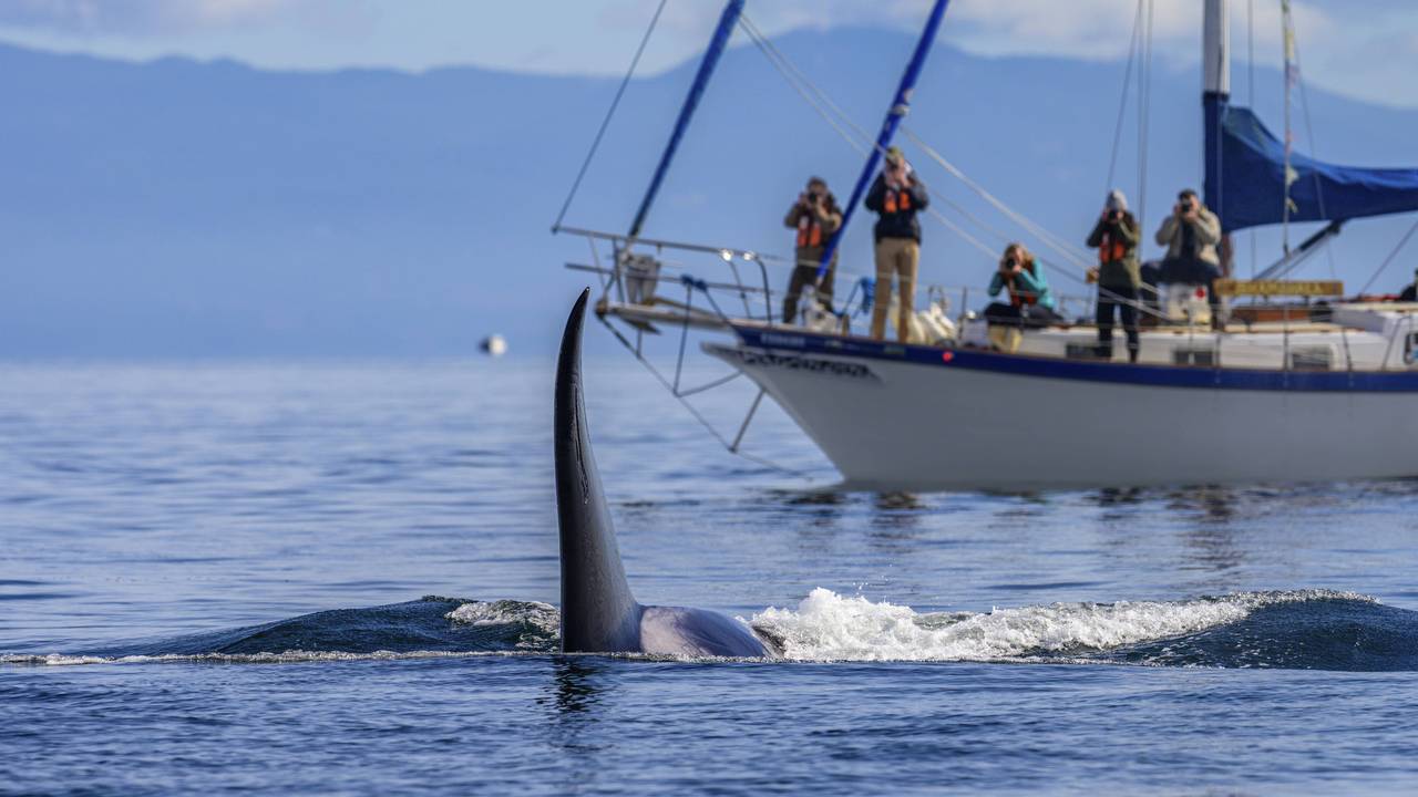 Ein großer Biggs Orca Killerwal zieht nahe an einem Walbeobachtungsboot vorbei.