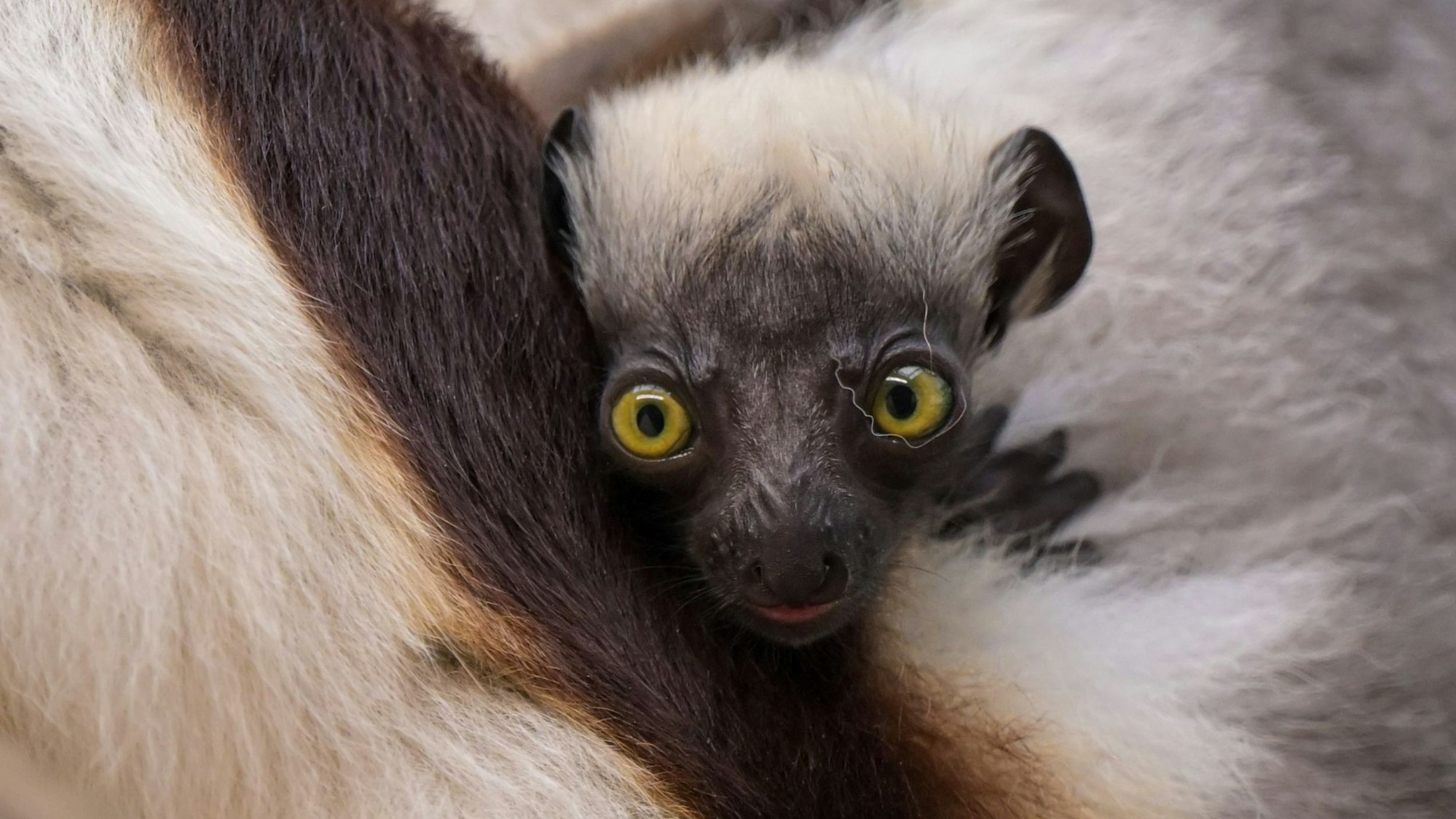 Der Nachwuchs bei den hochseltenen Coquerel-Sifakas im Kölner Zoo