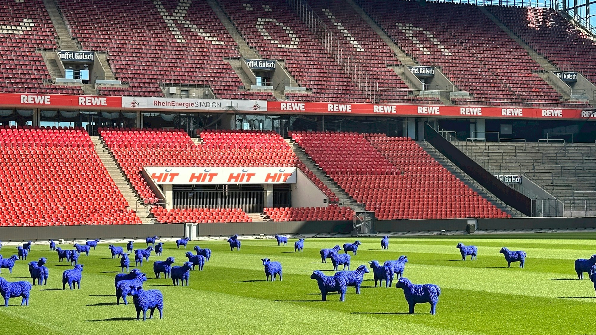 60 blaue Schafe stehen auf dem Rasen im Rhein-Energie-Stadion.