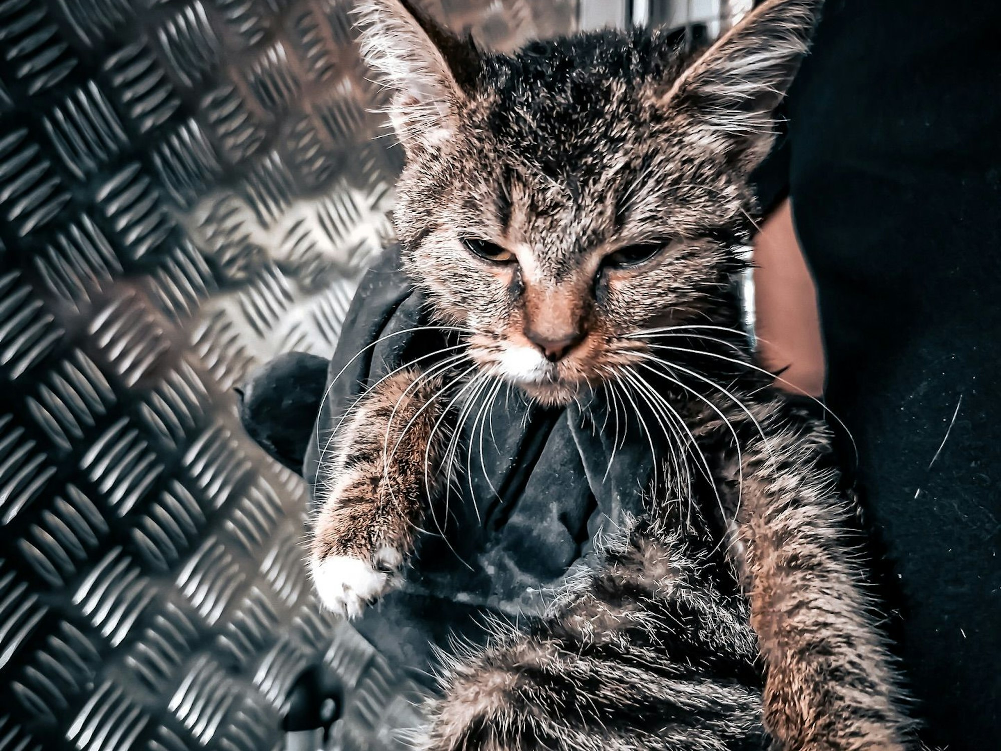 Ein Feuerwehrmann hält die gerettete Katze.