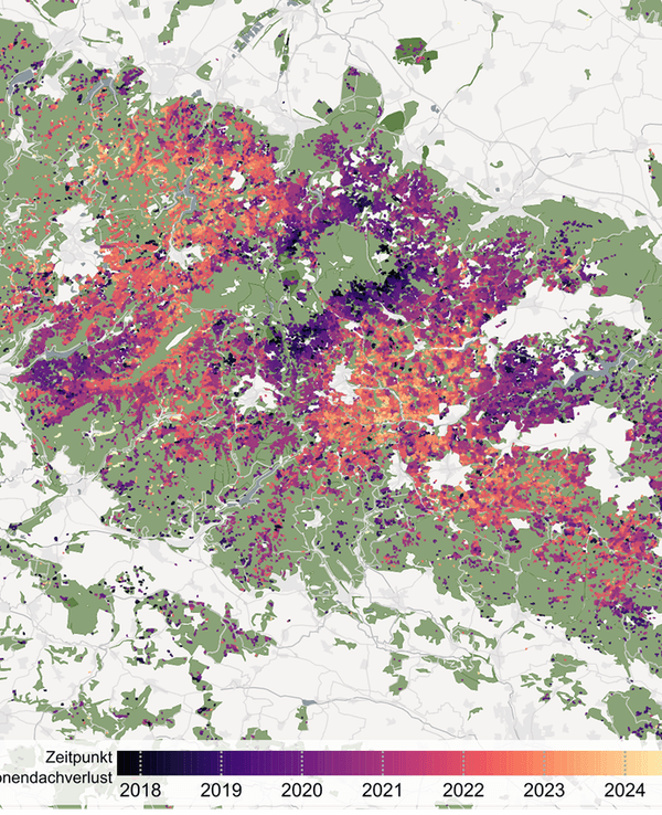 Die Karte zeigt die Kronendachverluste in der Mittelgebirgsregion Harz – im Zeitraum September 2017 bis September 2024, mit einer räumlichen Auflösung von zehn Metern. Die Farbskala visualisiert den Zeitpunkt des Kronendachverlusts in Monatsschritten von schwarz (September 2017) bis gelb (September 2024). Intakte Waldflächen sind grün dargestellt.