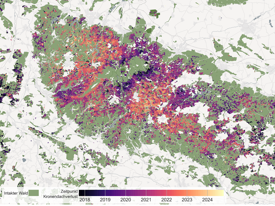 Die Karte zeigt die Kronendachverluste in der Mittelgebirgsregion Harz – im Zeitraum September 2017 bis September 2024, mit einer räumlichen Auflösung von zehn Metern. Die Farbskala visualisiert den Zeitpunkt des Kronendachverlusts in Monatsschritten von schwarz (September 2017) bis gelb (September 2024). Intakte Waldflächen sind grün dargestellt.