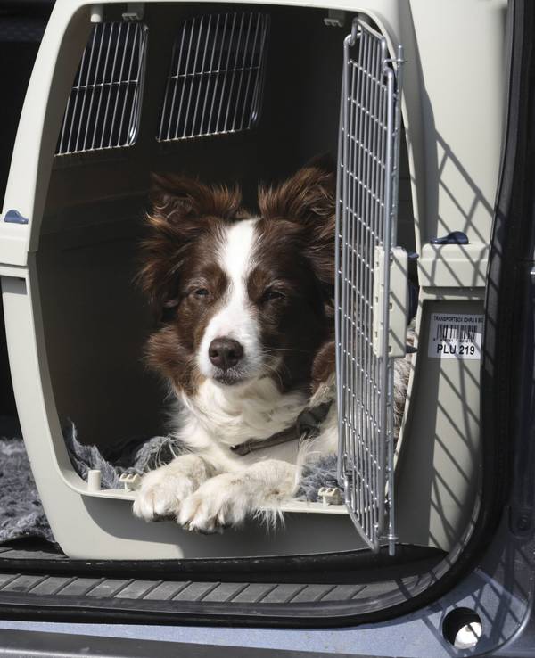 In Köln soll die Hundesteuer angehoben werden (Symbolfoto)