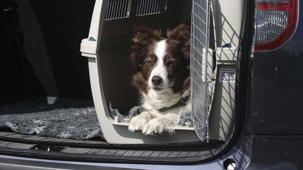 In Köln soll die Hundesteuer angehoben werden (Symbolfoto)