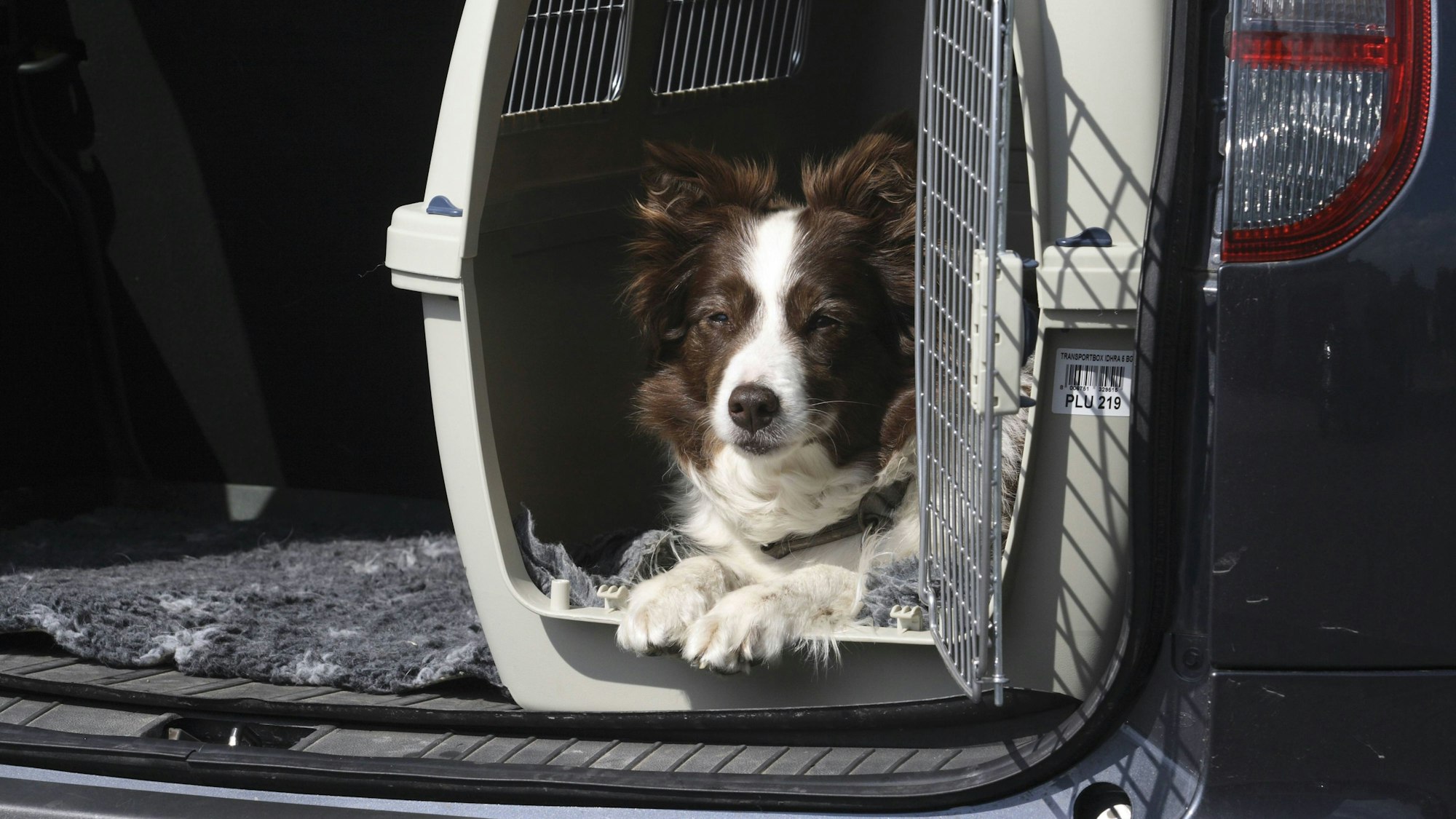 In Köln soll die Hundesteuer angehoben werden (Symbolfoto)