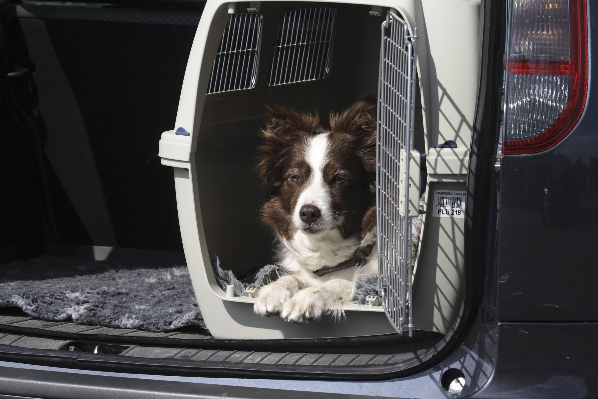 Ein Bordercollie liegt in einer Hundebox im Kofferraum eines Auto und schaut raus