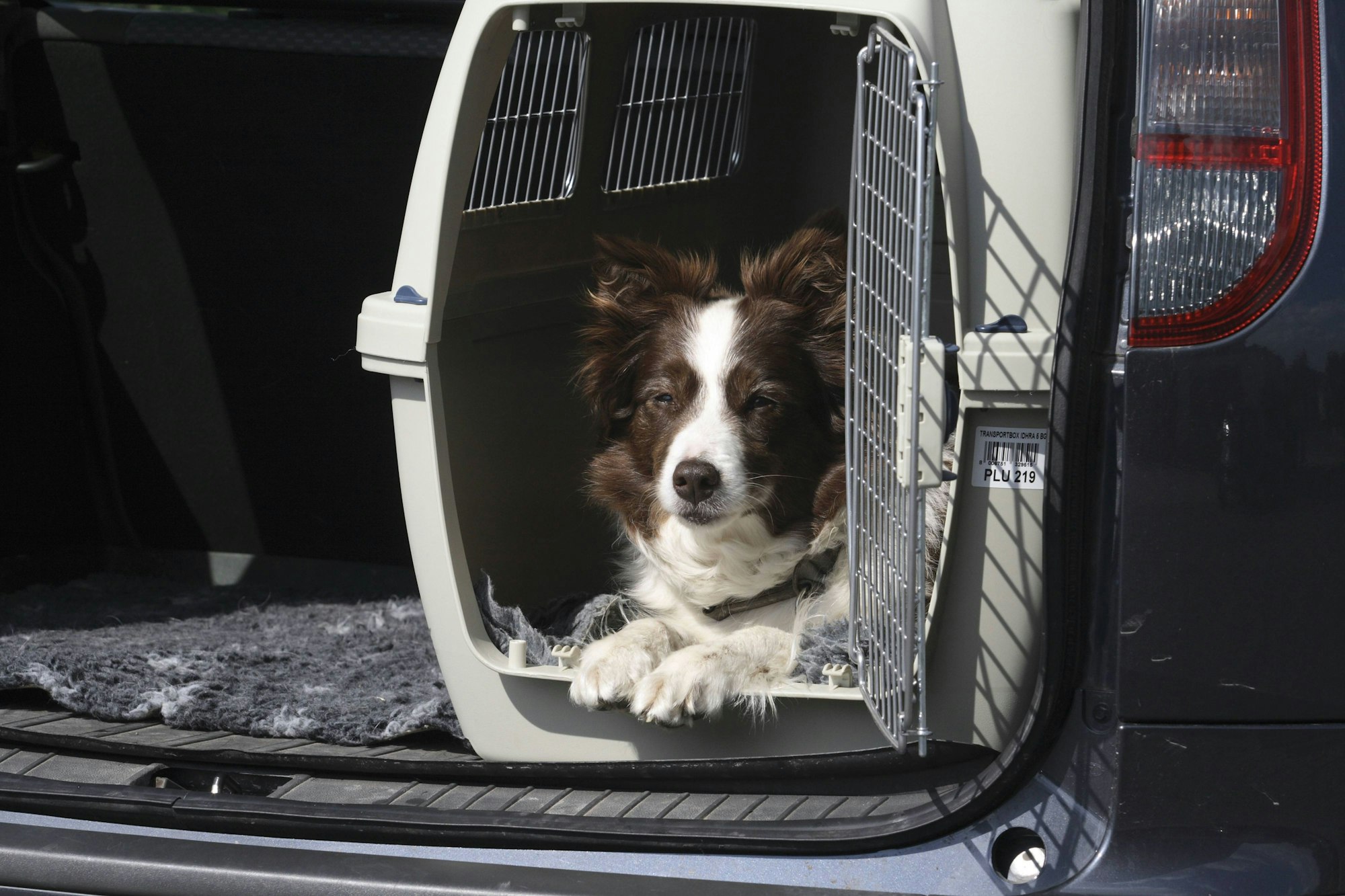 Ein Bordercollie liegt in einer Hundebox im Kofferraum eines Auto und schaut raus