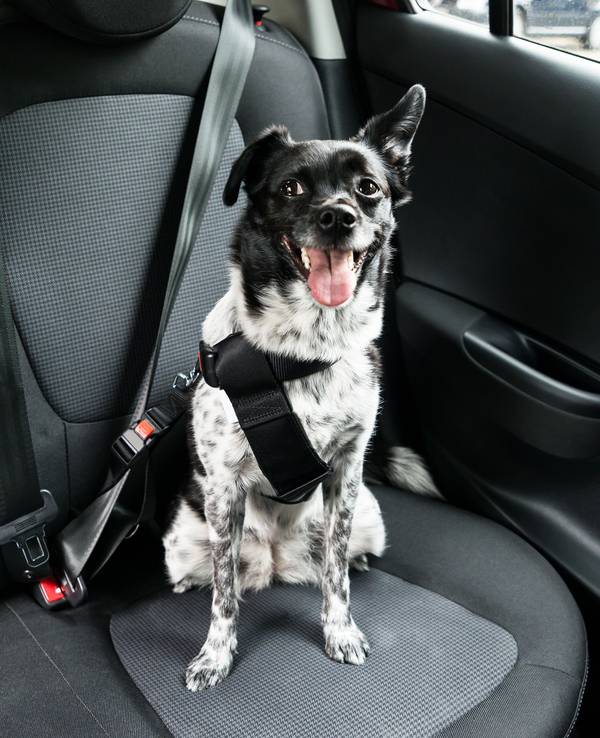 Ein schwarz-weißer Mischlingshund ist mit Geschirr und Gurt im Auto gesichert und schaut aufmerksam von der Rückbank