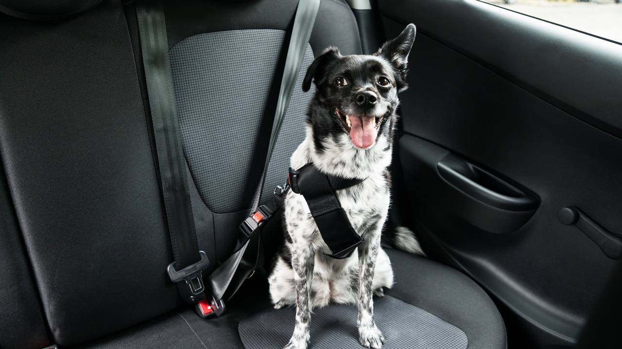 Ein schwarz-weißer Mischlingshund ist mit Geschirr und Gurt im Auto gesichert und schaut aufmerksam von der Rückbank