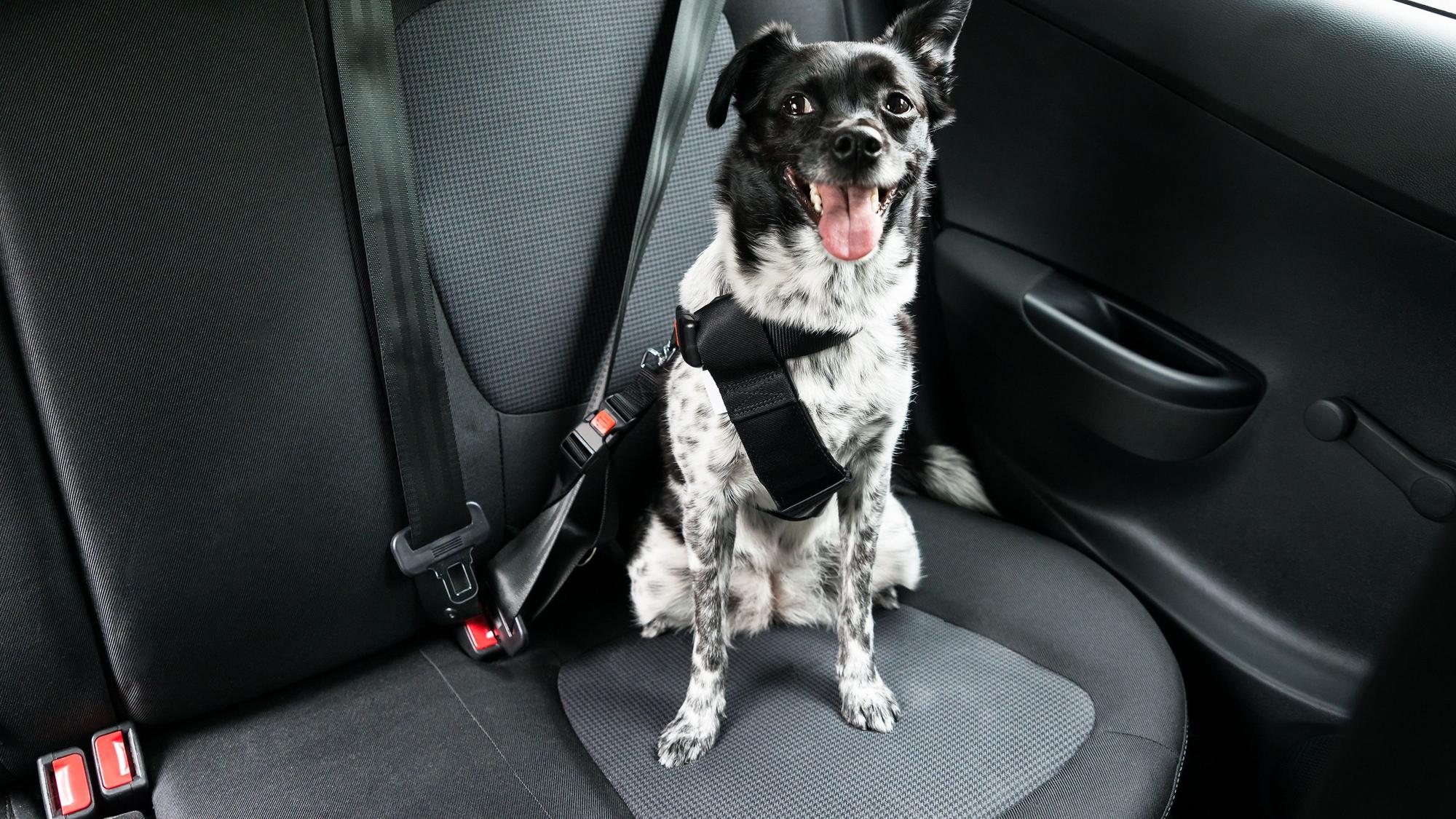 Ein schwarz-weißer Mischlingshund ist mit Geschirr und Gurt im Auto gesichert und schaut aufmerksam von der Rückbank