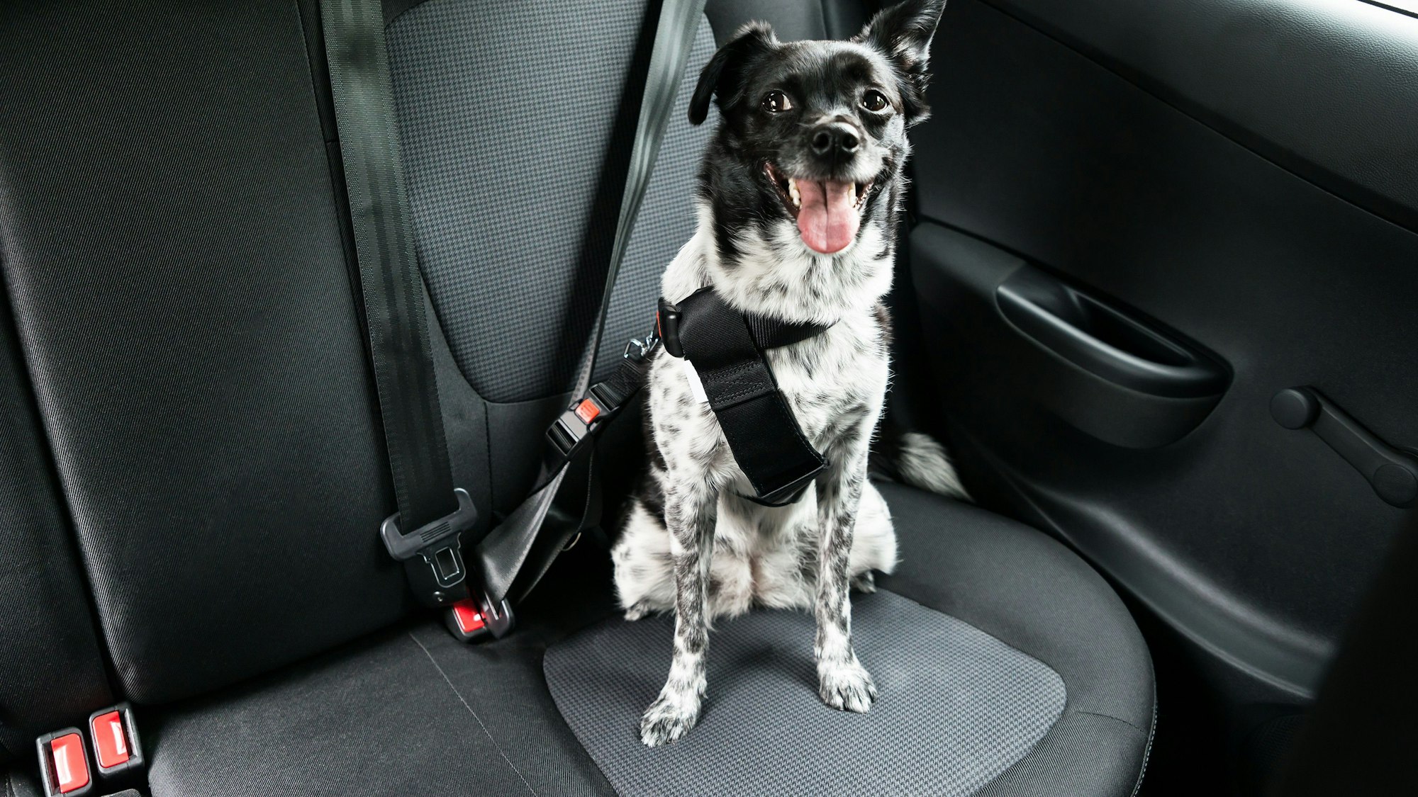 Ein schwarz-weißer Mischlingshund ist mit Geschirr und Gurt im Auto gesichert und schaut aufmerksam von der Rückbank