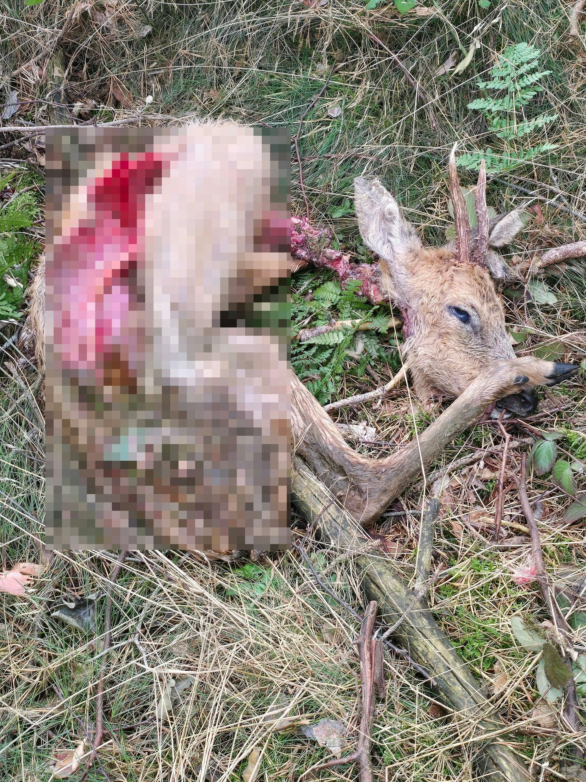 Der Kadaver eines gerissenen Rehbocks liegt im Wald.