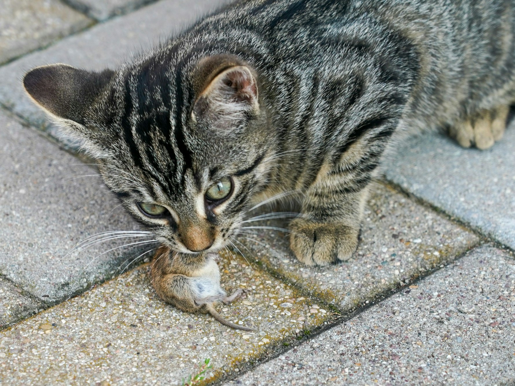 Eine junge Katze frisst eine Maus.