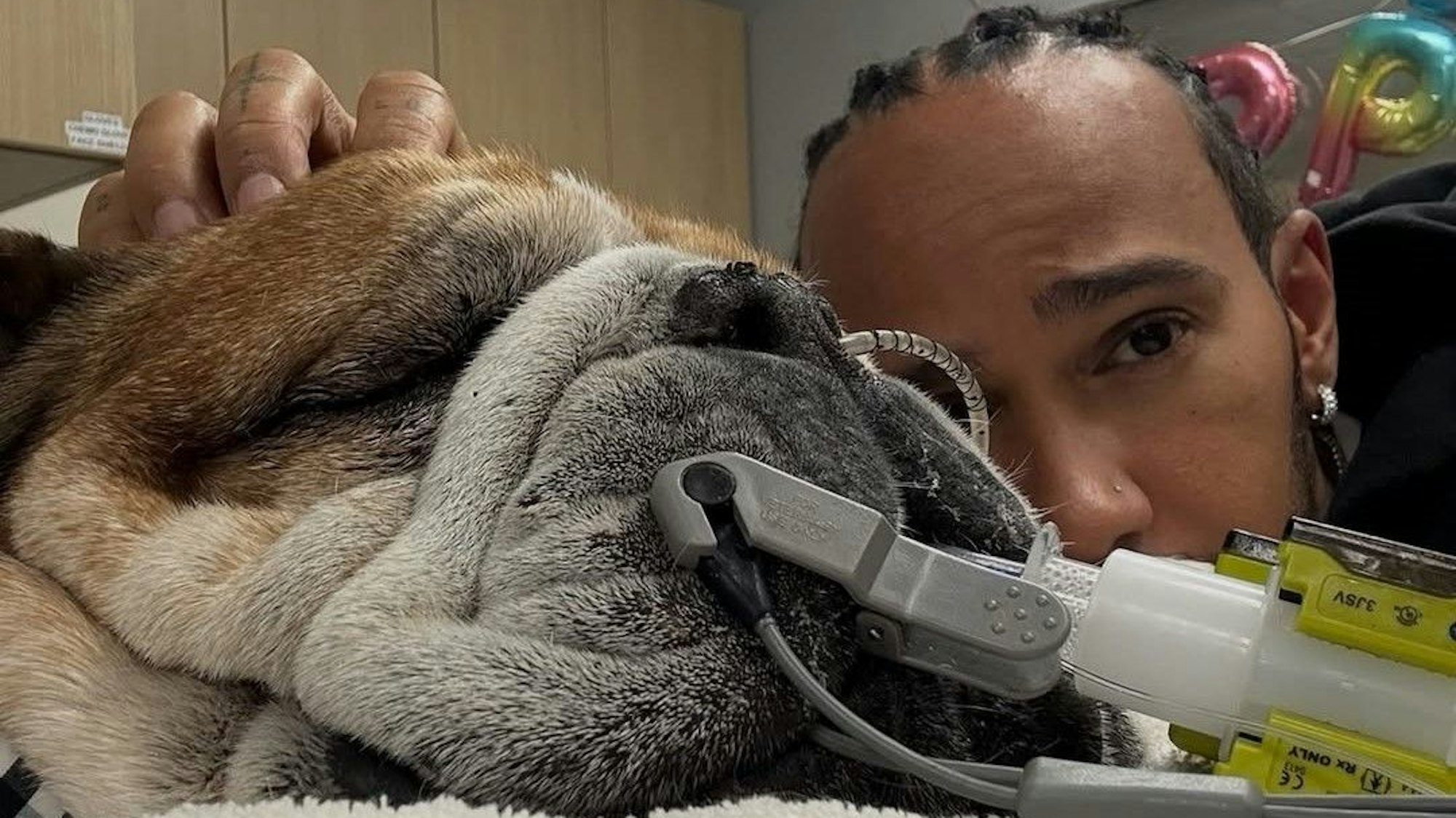 Lewis Hamilton mit seiner Bulldogge Roscoe.