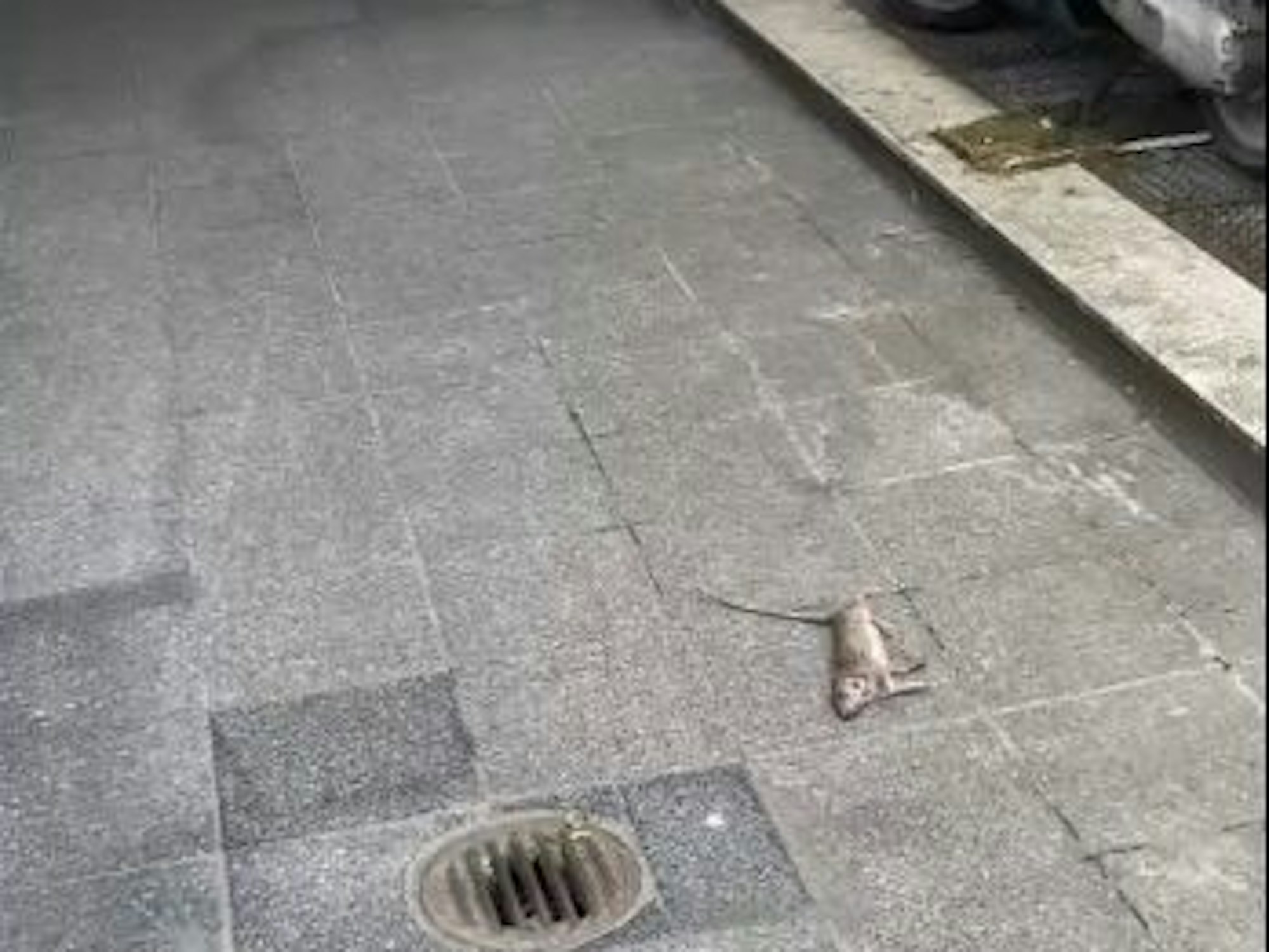 Eine tote Ratte liegt in einem Hinterhof.