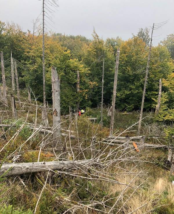 Kräfte von Polizei und Feuerwehr sind in einem dichten Wald im Einsatz.