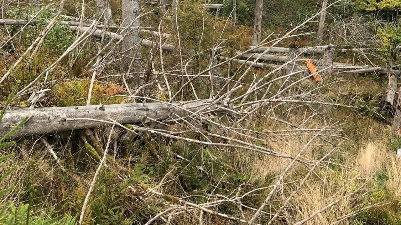 Kräfte von Polizei und Feuerwehr sind in einem dichten Wald im Einsatz.